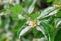 Variegated Tutsan Hypericum androsaemum Gladys Brabazon with yellow buds